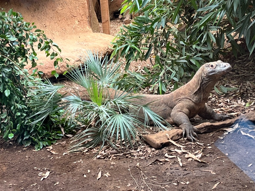 Komodo dragon with light brown scaly skin, sharp curved claws on its front legs and a long tail.
