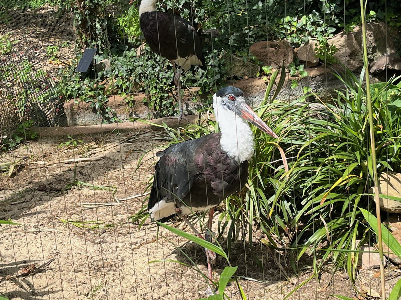 A Woolly-Necked Stork standing in the sunshine. It has a black body, a white neck and a long beak.