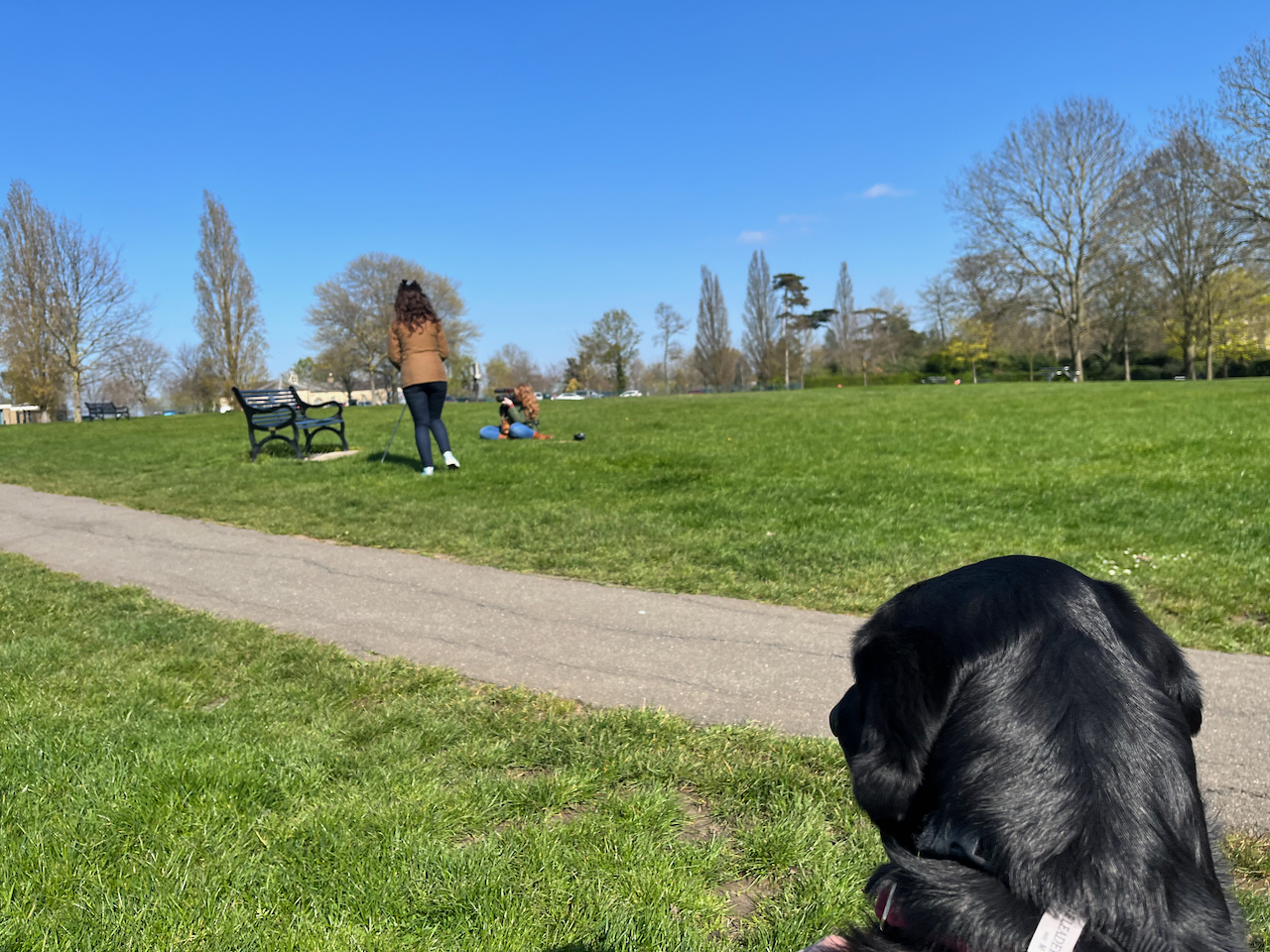 In Danson Park, black guide Rosie watches as Emily sits on the grass and films Taylor walking towards a bench using her long white cane.